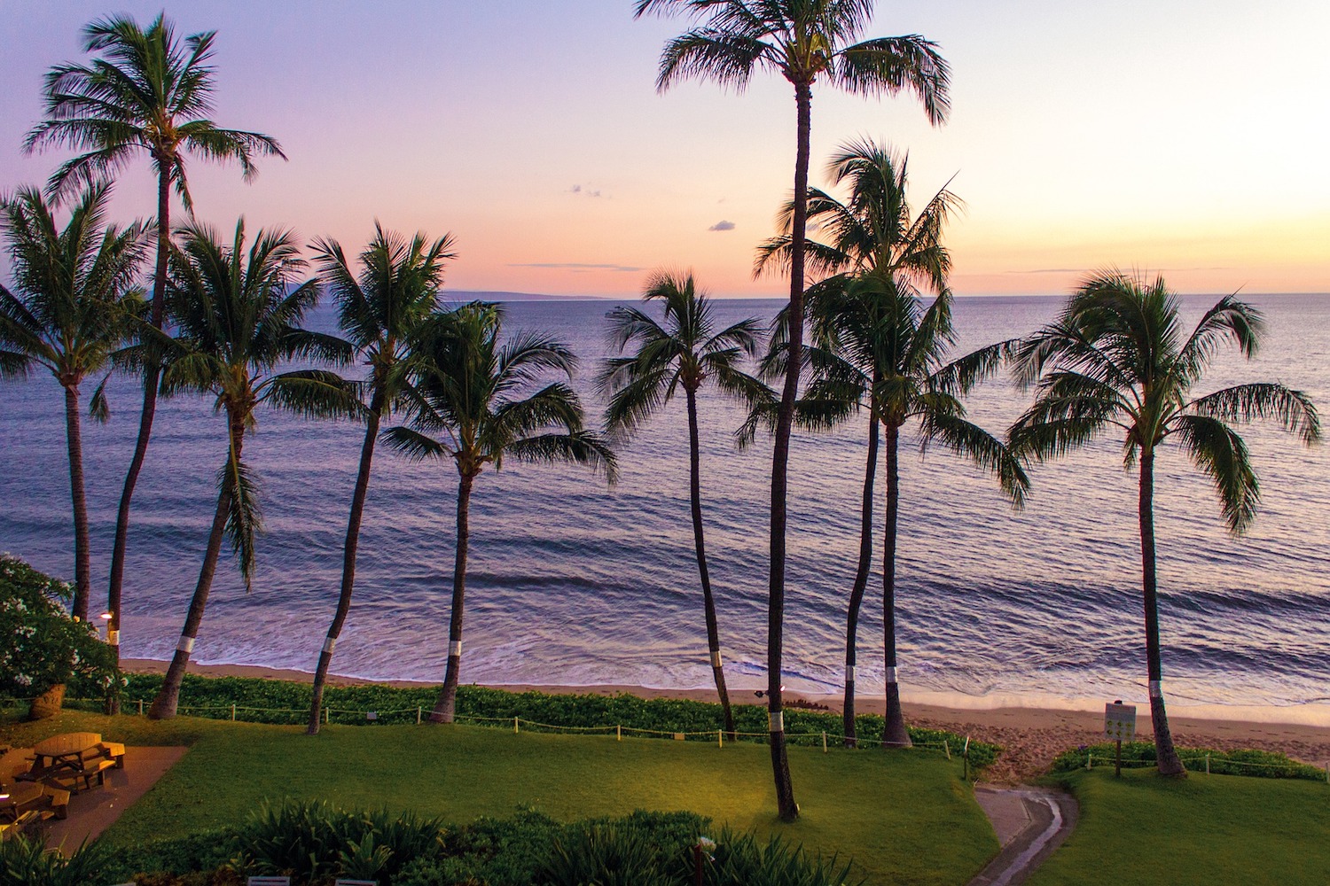 A sunny beach lined in palm trees